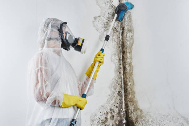 Best Home Mold Removal  in Castle Dale, UT