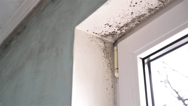 Best Crawl Space Mold Removal  in Castle Dale, UT
