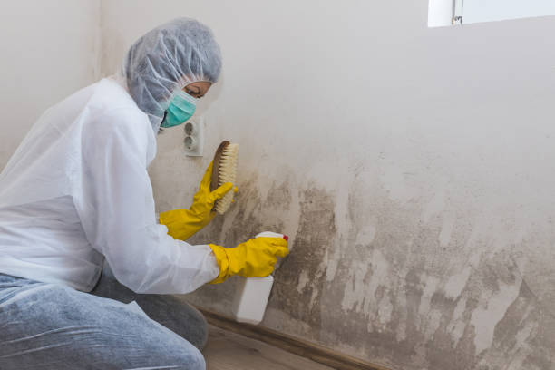 Best Mold Cleaning Services  in Castle Dale, UT