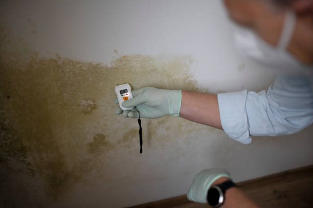 Best Local Mold Removal Service  in Castle Dale, UT