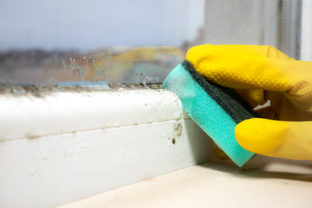 Best Best Mold Removal Companies  in Castle Dale, UT