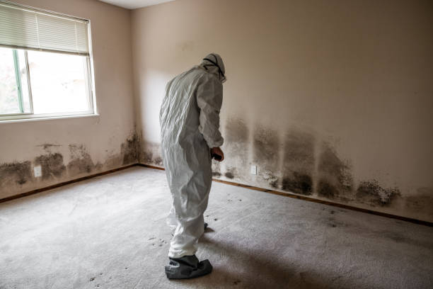 Best Mold Testing  in Castle Dale, UT