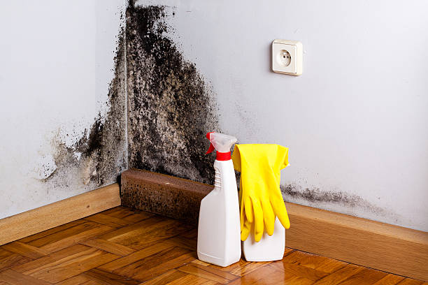 Best Home Mold Removal  in Castle Dale, UT