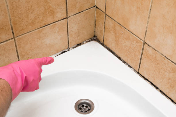 Best Fast Mold Removal  in Castle Dale, UT